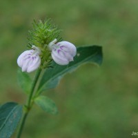 Rostellularia procumbens (L.) Nees